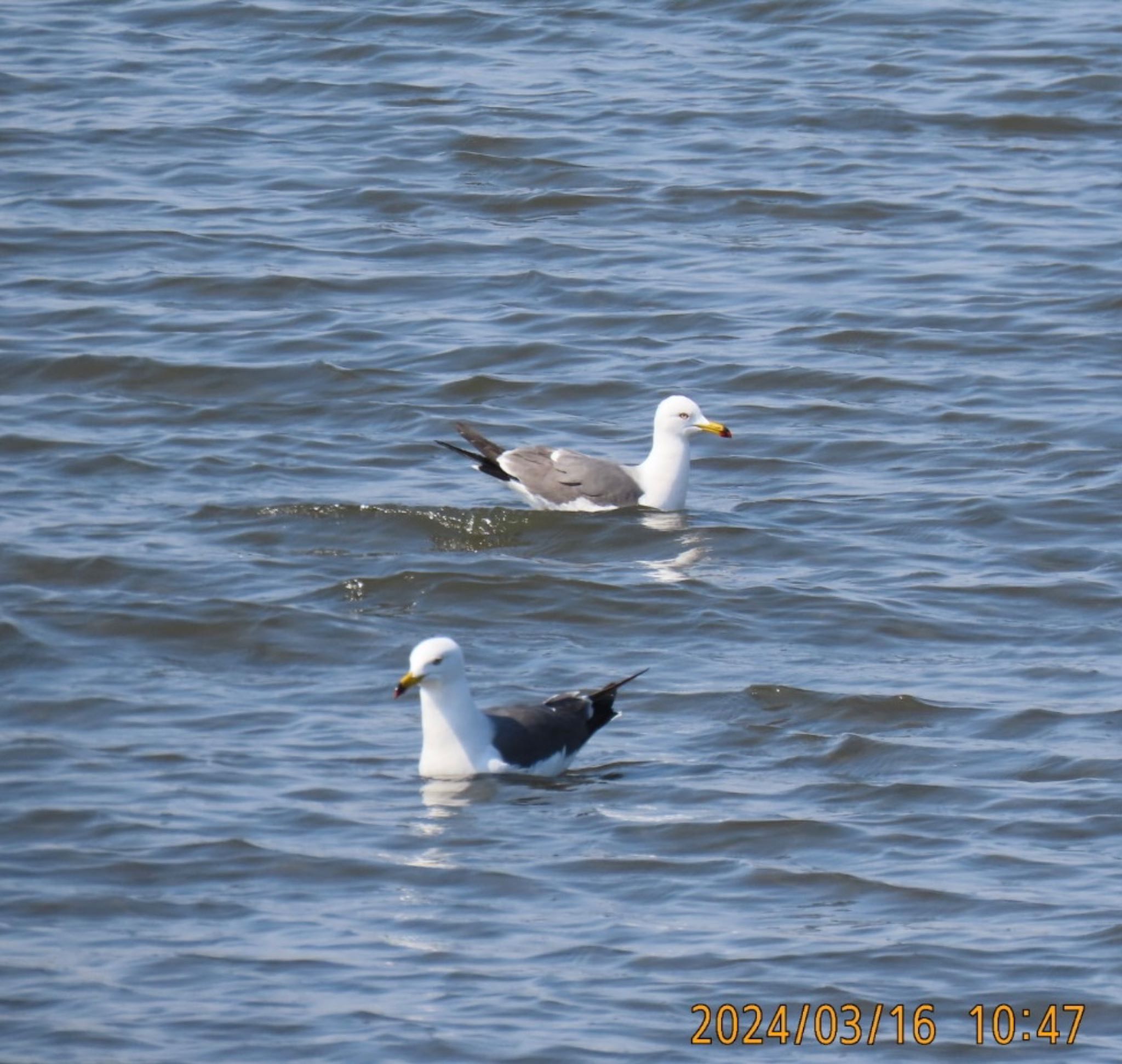 Black-tailed Gull