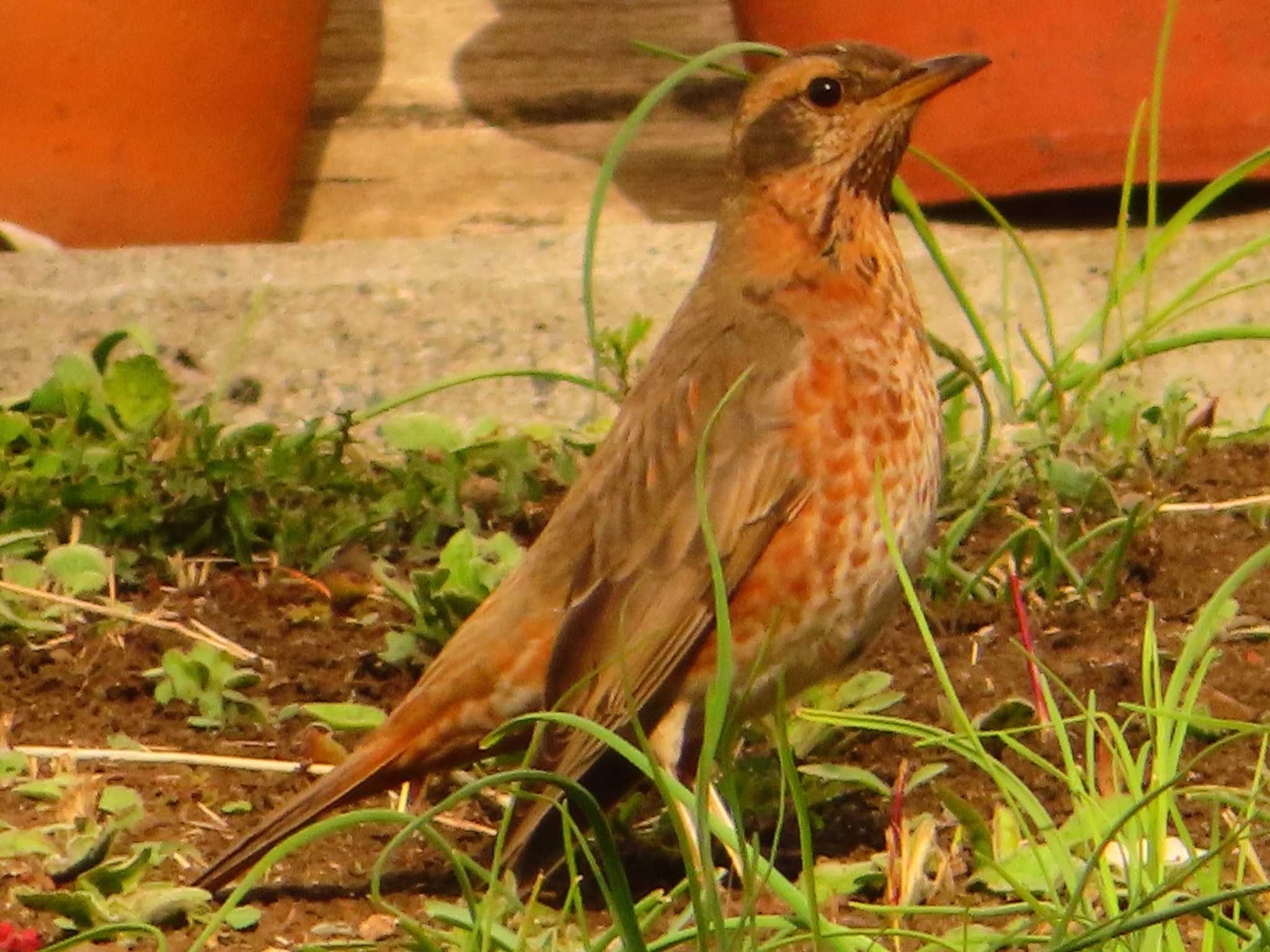 Naumann's Thrush