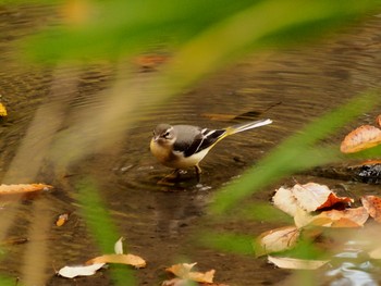 Grey Wagtail Shinjuku Gyoen National Garden Tue, 12/4/2018