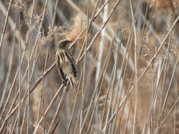 Common Reed Bunting 淀川河川公園 Sat, 3/16/2024