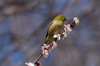 メジロ 東京都 2024年3月3日(日)