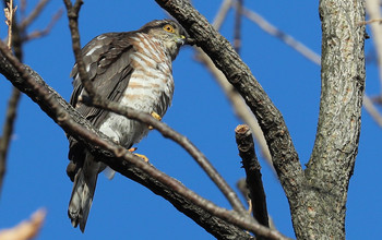 Japanese Sparrowhawk 東京都多摩地域 Mon, 12/10/2018