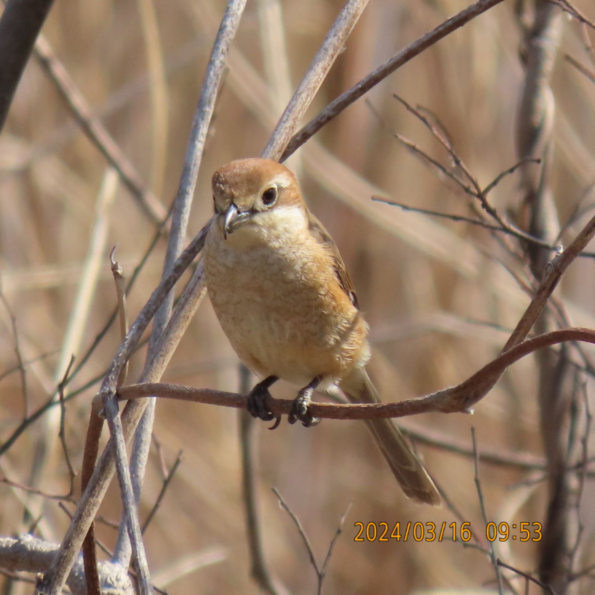 Bull-headed Shrike