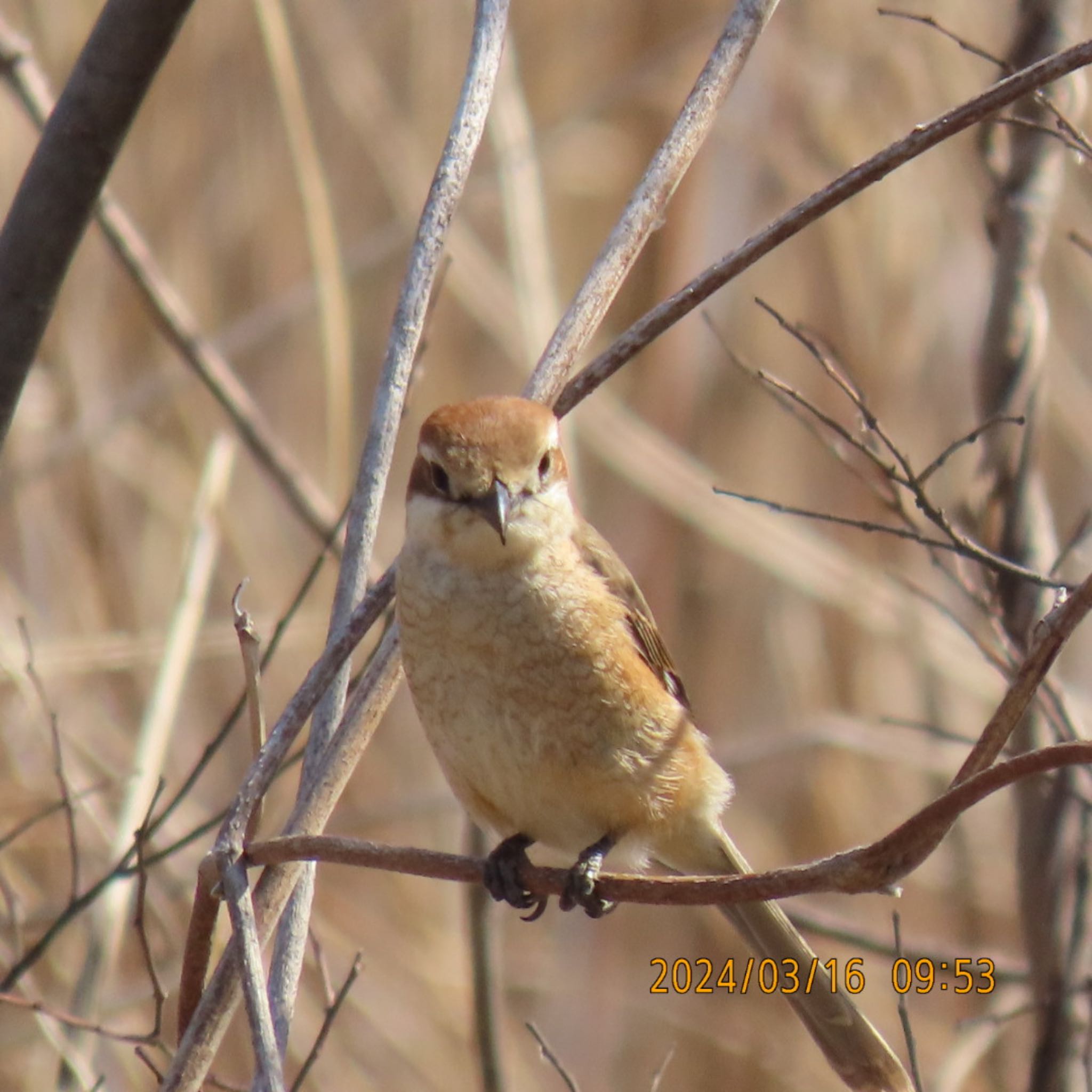 Bull-headed Shrike