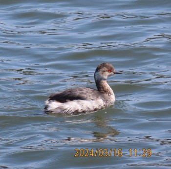 Little Grebe Kasai Rinkai Park Sat, 3/16/2024