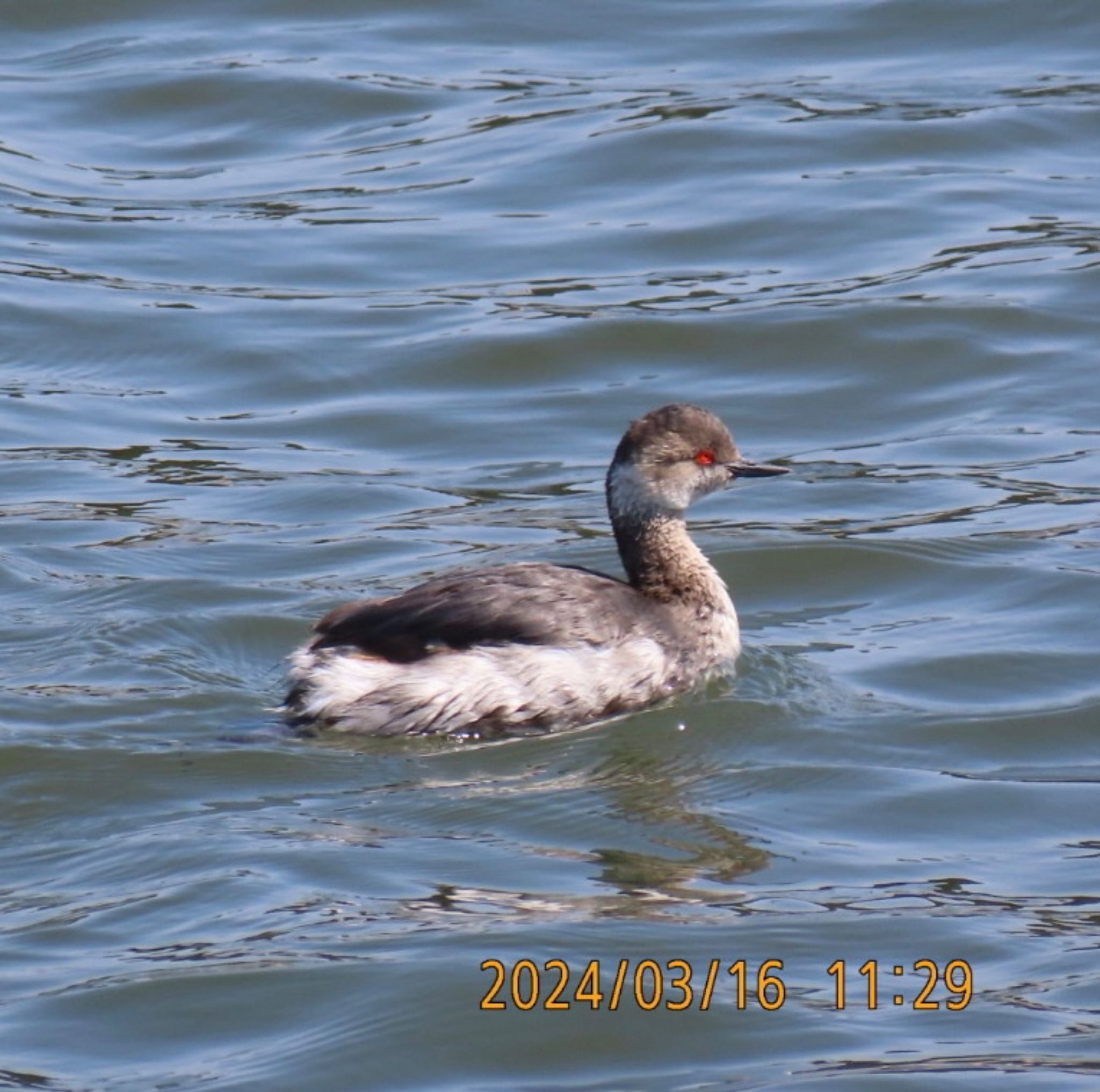 Little Grebe