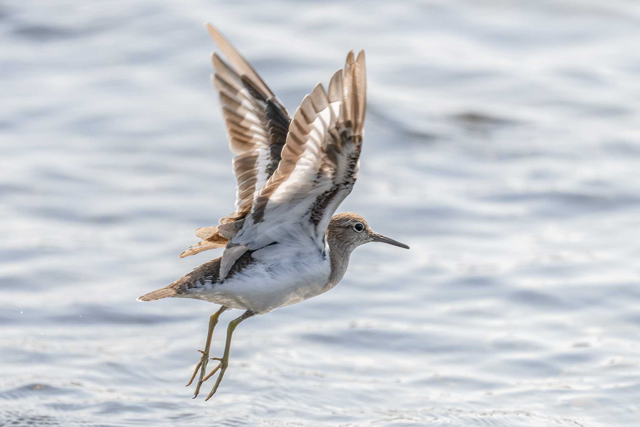 Common Sandpiper