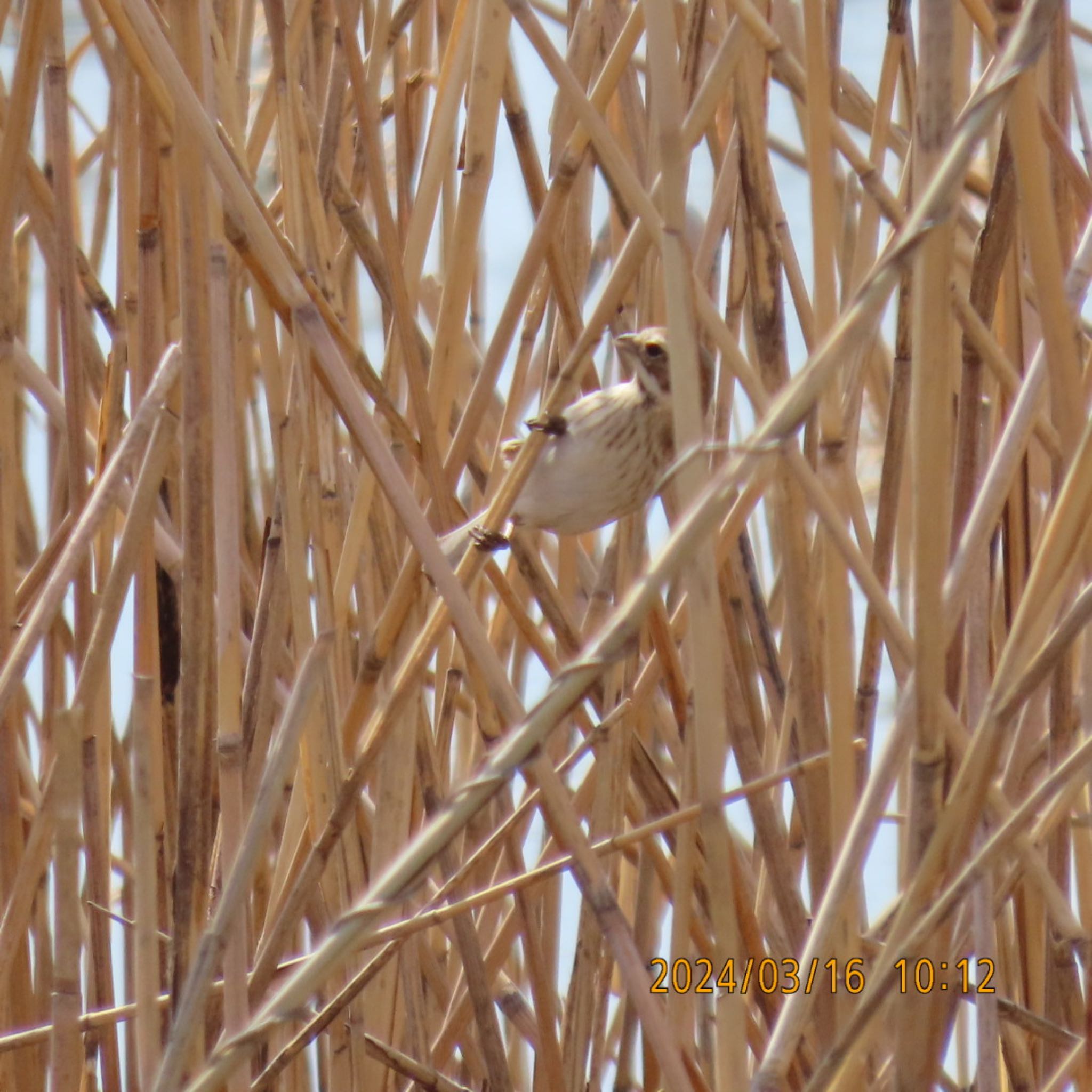 Common Reed Bunting