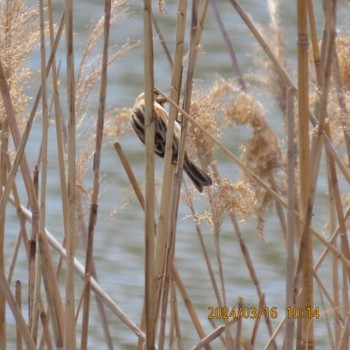 Common Reed Bunting Kasai Rinkai Park Sat, 3/16/2024