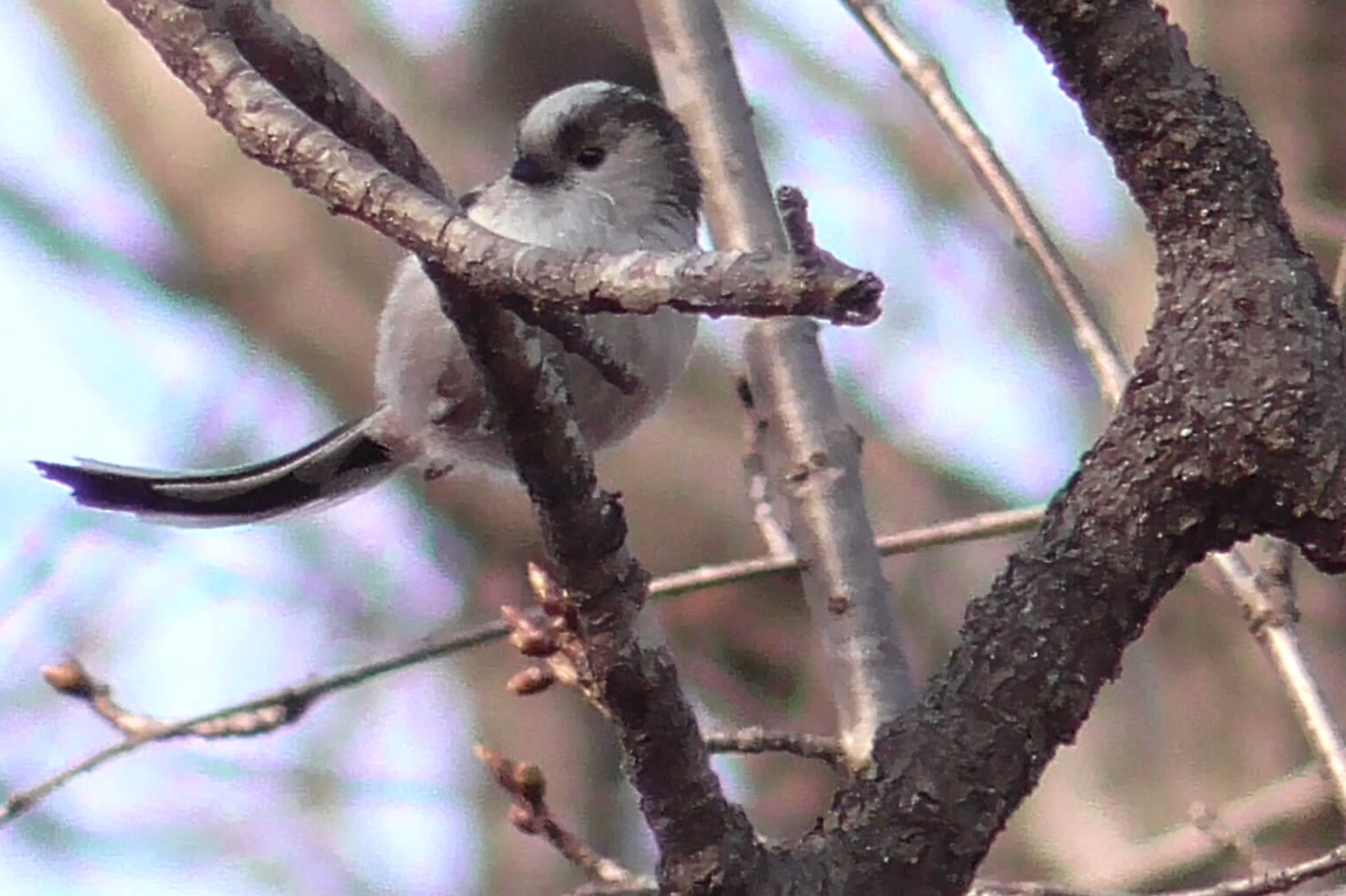 貝塚憩の森(千葉市) エナガの写真 by KozBird