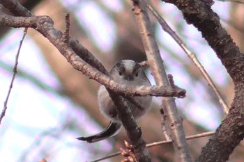 2024年3月16日(土) 貝塚憩の森(千葉市)の野鳥観察記録