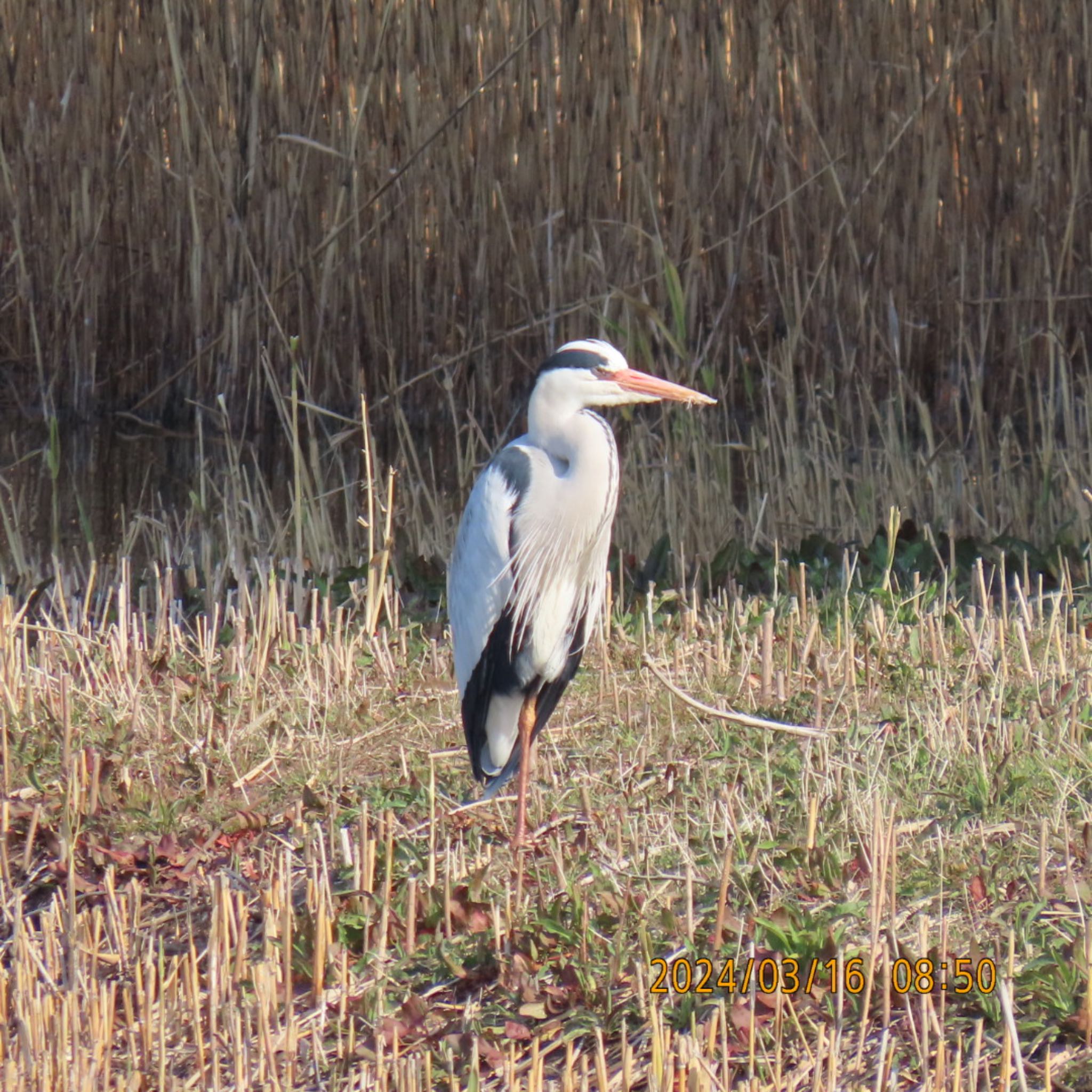 Grey Heron