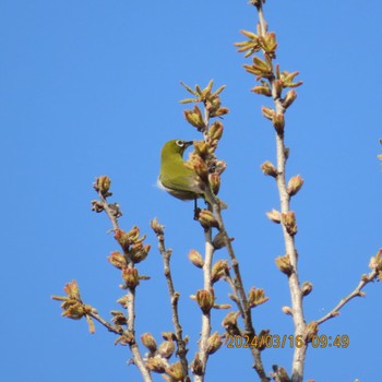 Warbling White-eye Kasai Rinkai Park Sat, 3/16/2024