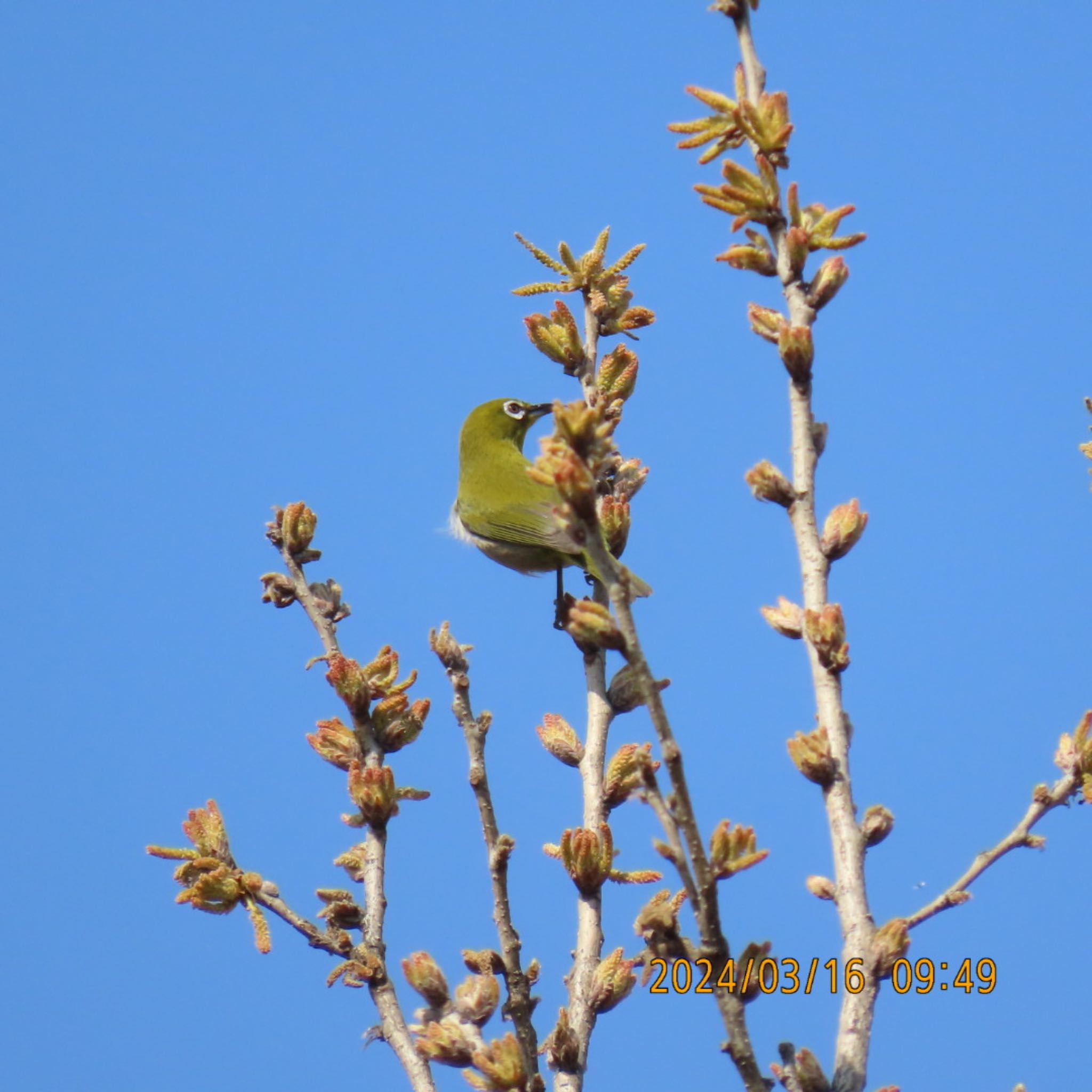 Warbling White-eye