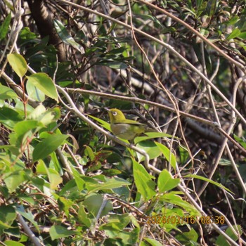 Warbling White-eye Kasai Rinkai Park Sat, 3/16/2024