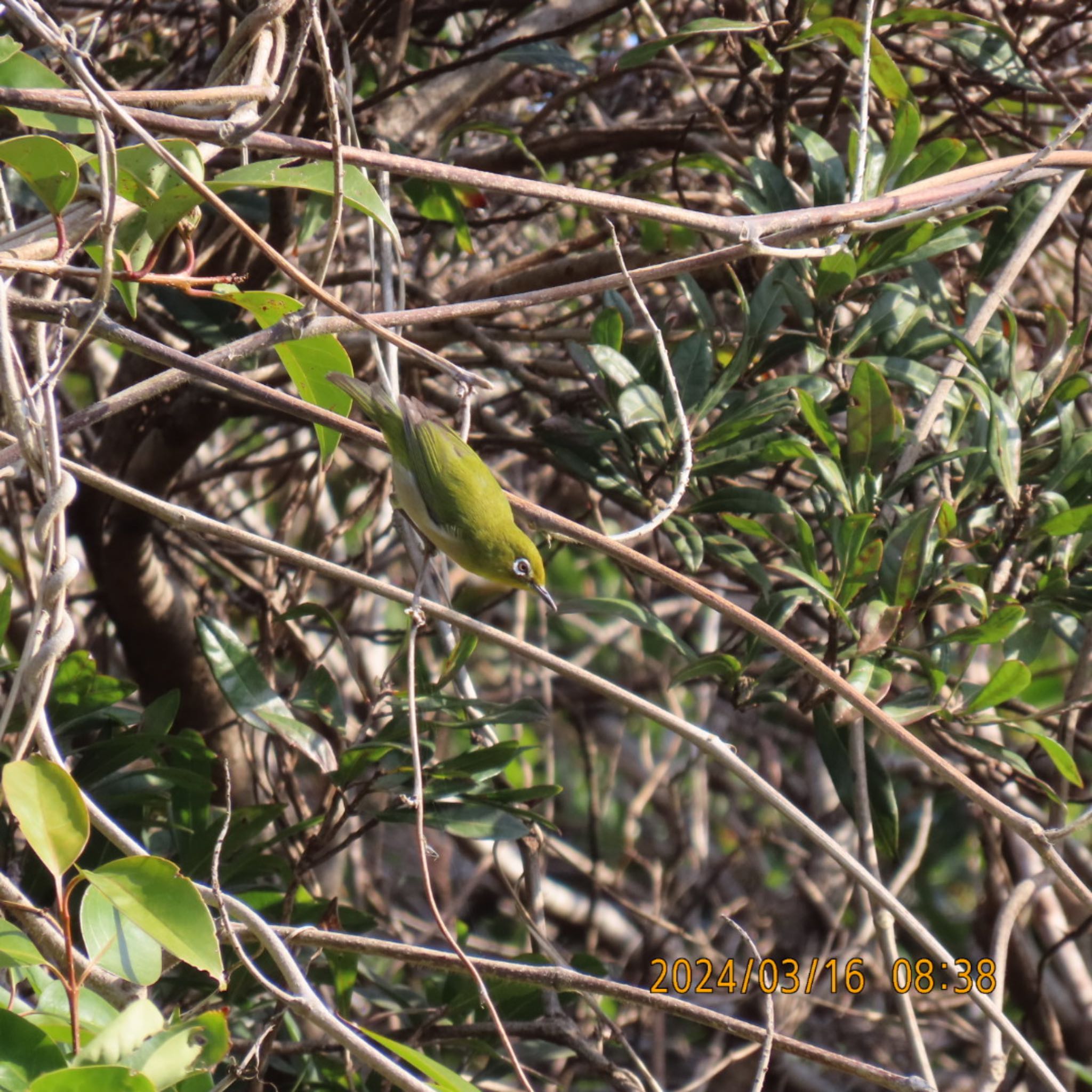 Warbling White-eye