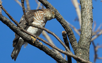 Japanese Sparrowhawk 東京都多摩地域 Mon, 12/10/2018