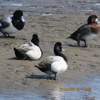 Greater Scaup Kasai Rinkai Park Sat, 3/16/2024