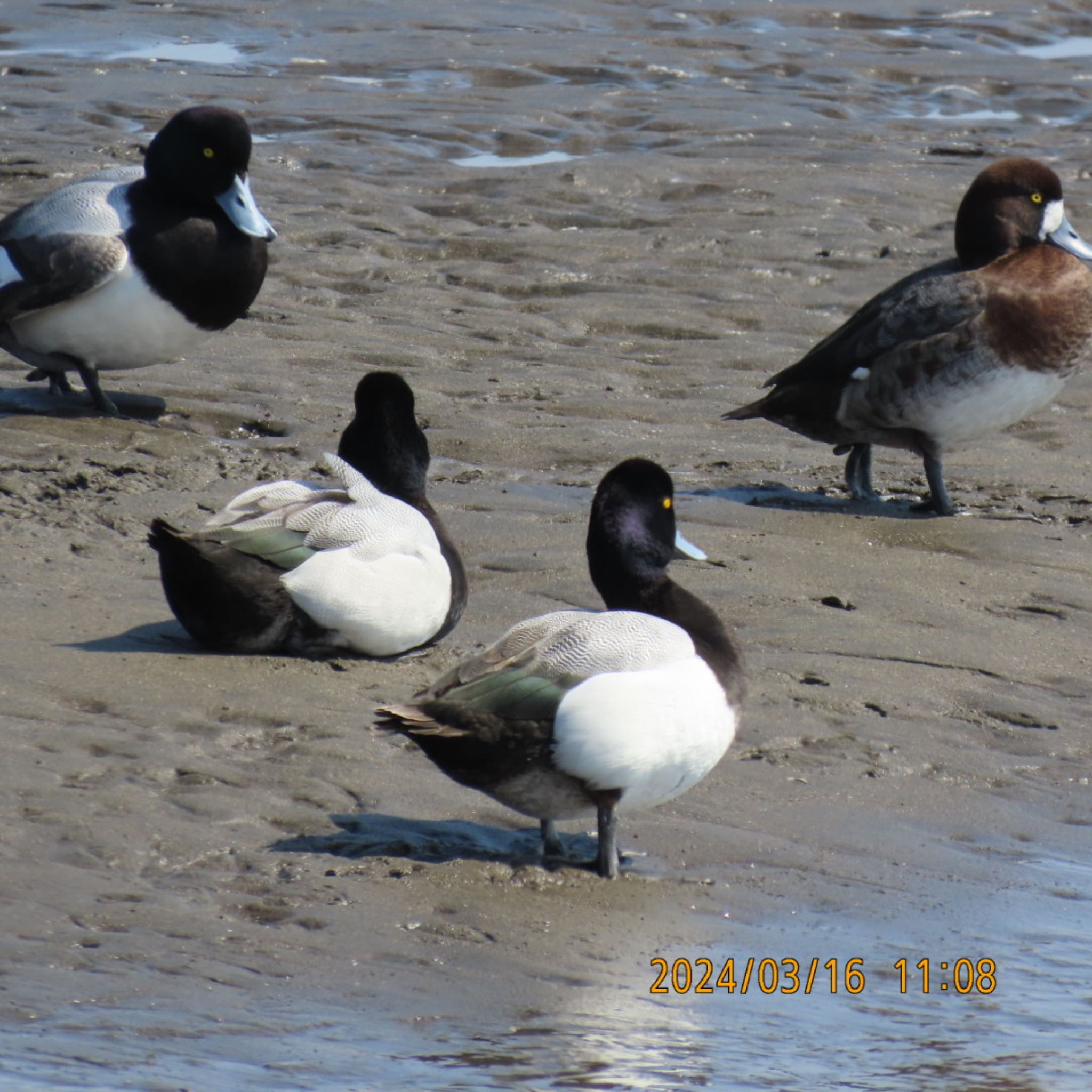 Greater Scaup