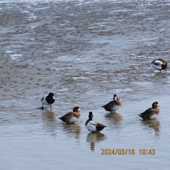 Greater Scaup Kasai Rinkai Park Sat, 3/16/2024