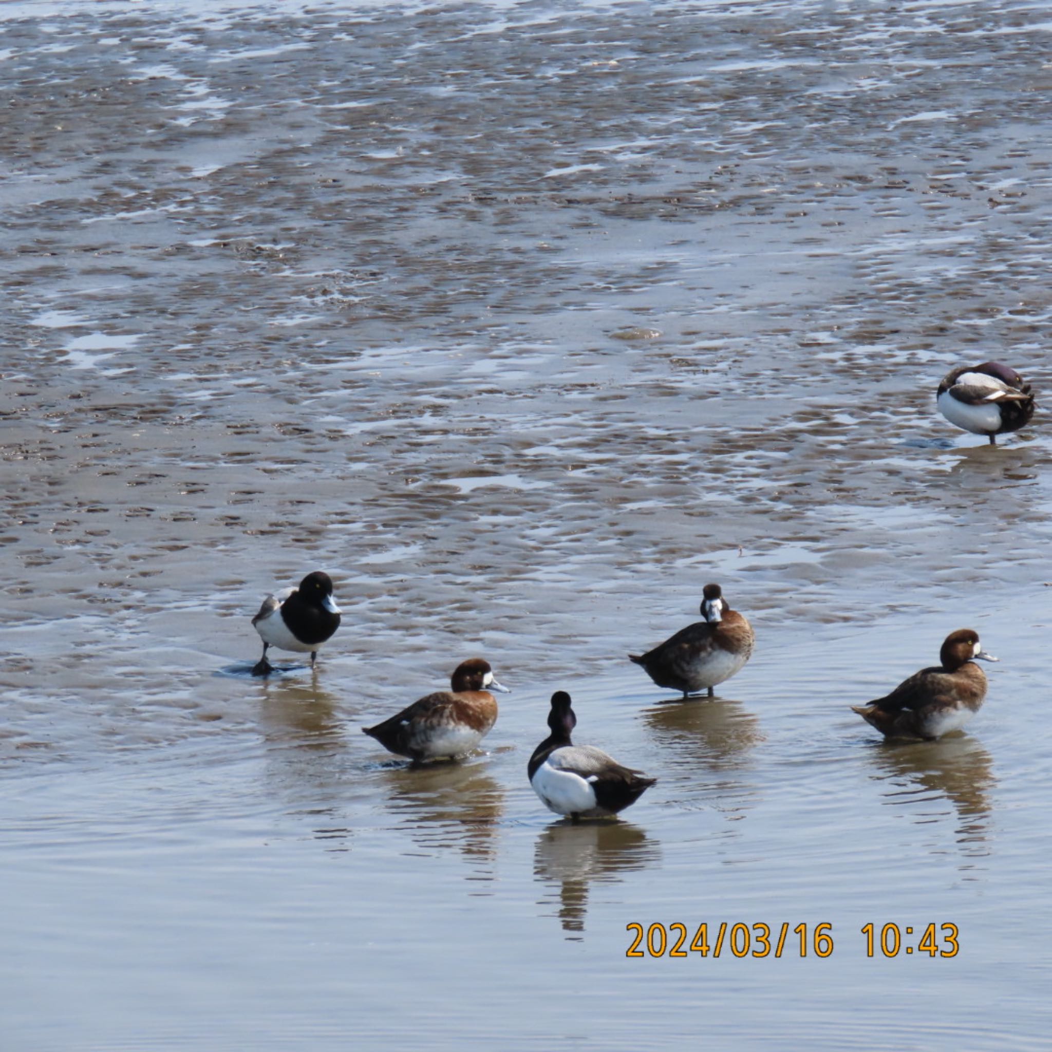 Greater Scaup