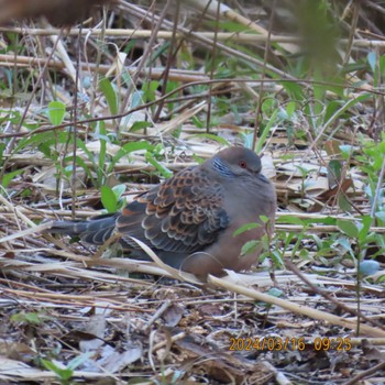 Oriental Turtle Dove Kasai Rinkai Park Sat, 3/16/2024