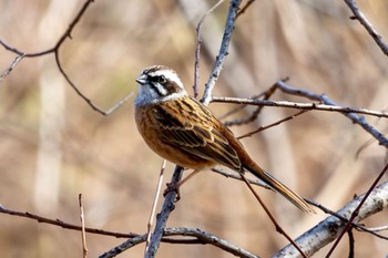 ホオジロ 秋ヶ瀬公園(野鳥の森) 2024年3月16日(土)