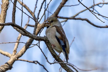 シメ 秋ヶ瀬公園(野鳥の森) 2024年3月16日(土)