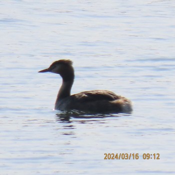 Great Crested Grebe Kasai Rinkai Park Sat, 3/16/2024