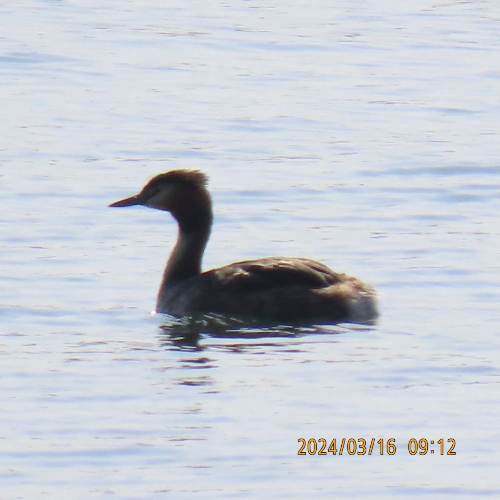 Great Crested Grebe