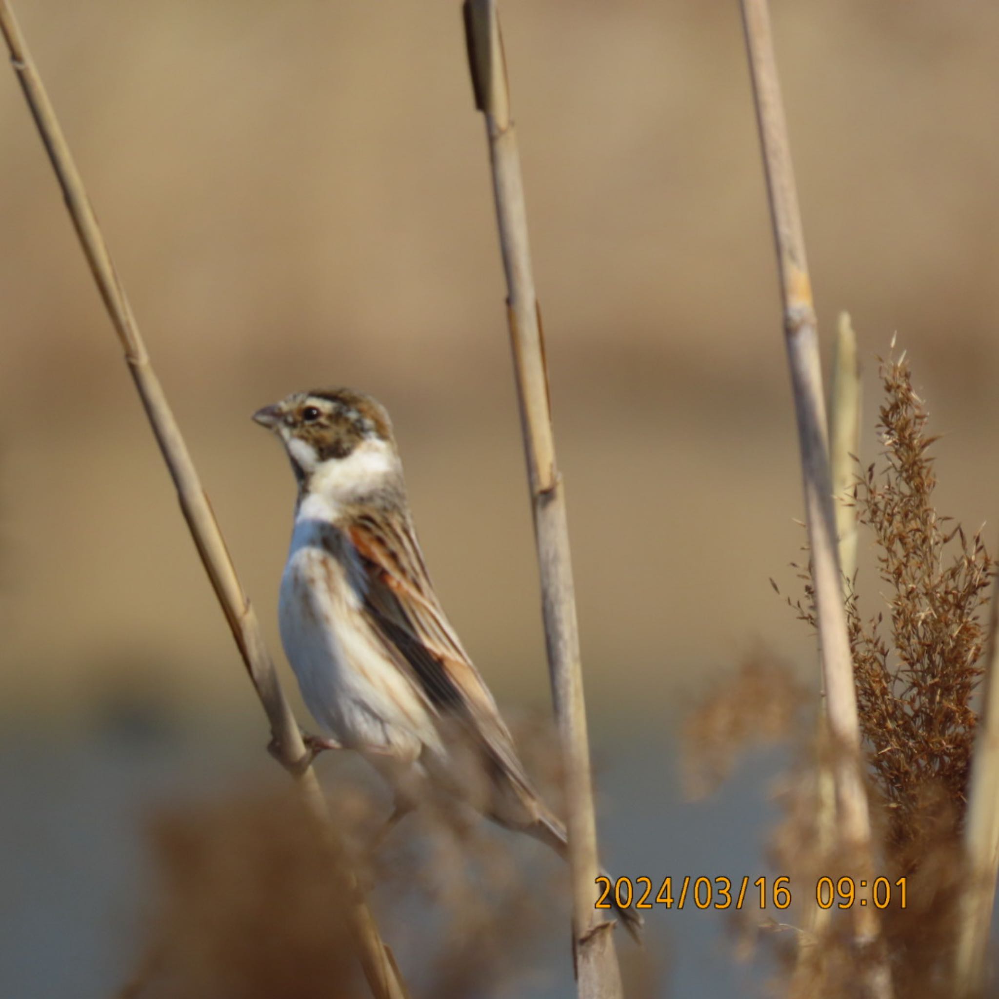 Common Reed Bunting