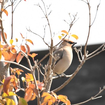 Bohemian Waxwing Higashitakane Forest park Sat, 3/16/2024