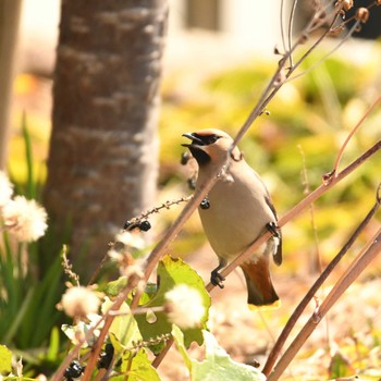 Bohemian Waxwing Higashitakane Forest park Sat, 3/16/2024