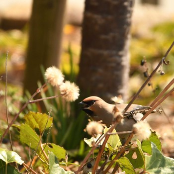 Bohemian Waxwing Higashitakane Forest park Sat, 3/16/2024