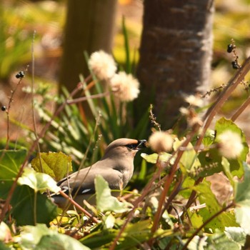 Bohemian Waxwing Higashitakane Forest park Sat, 3/16/2024