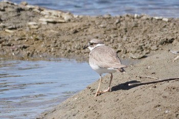 Long-billed Plover 東京都多摩地域 Sun, 3/10/2024