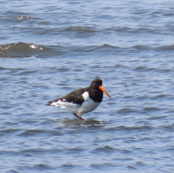 Eurasian Oystercatcher Kasai Rinkai Park Sat, 3/16/2024