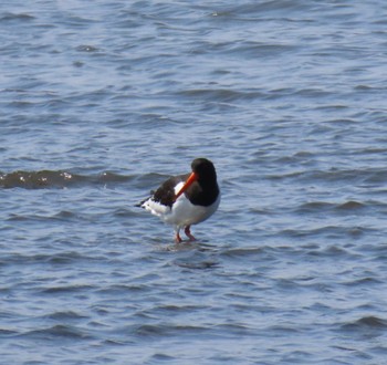 Eurasian Oystercatcher Kasai Rinkai Park Sat, 3/16/2024