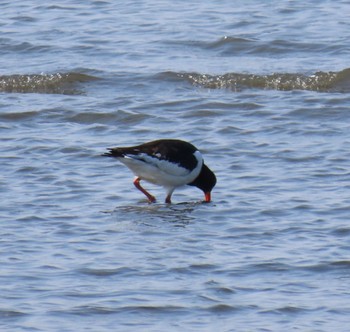 Eurasian Oystercatcher Kasai Rinkai Park Sat, 3/16/2024