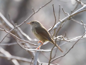 Japanese Bush Warbler Maioka Park Sat, 3/16/2024