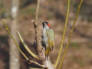 Japanese Green Woodpecker Maioka Park Sat, 3/16/2024