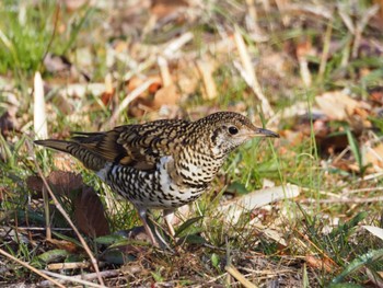 White's Thrush Maioka Park Sat, 3/16/2024