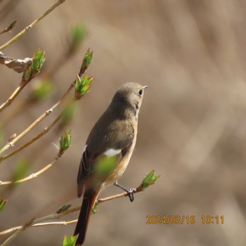 Daurian Redstart Kasai Rinkai Park Sat, 3/16/2024