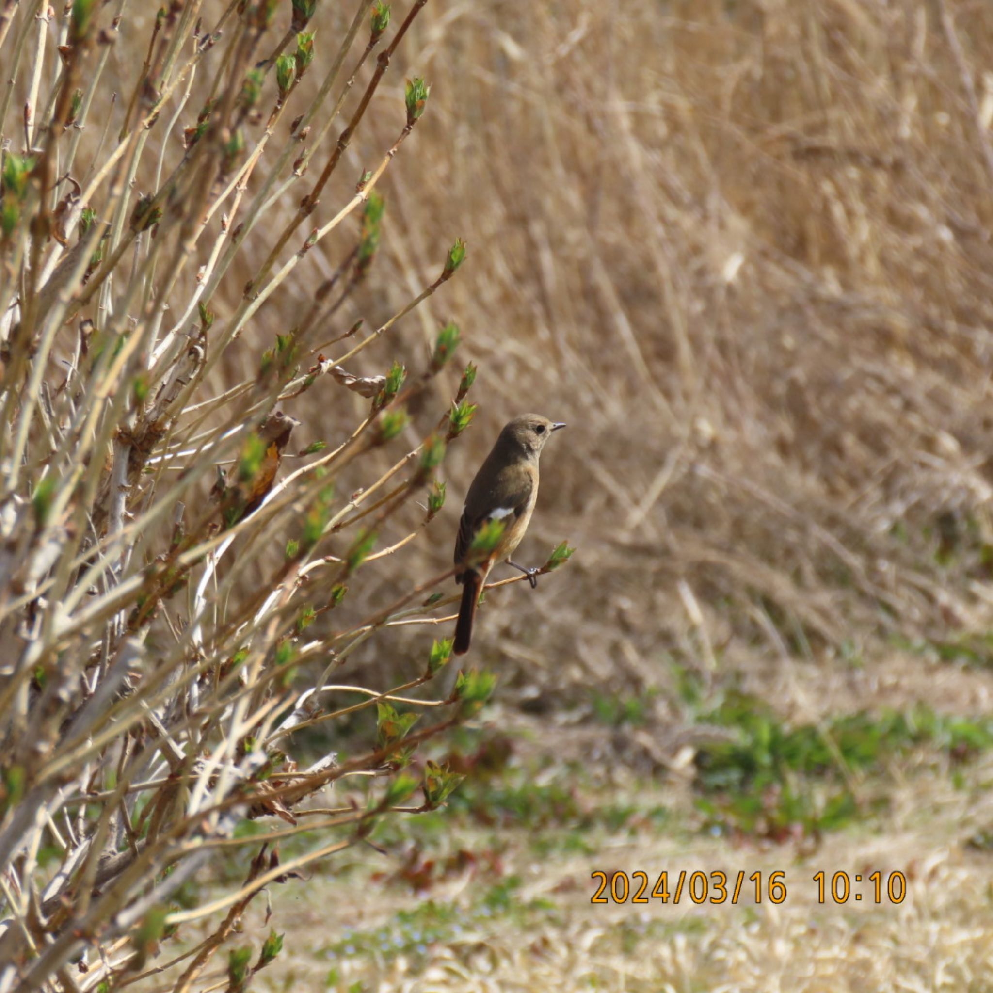 Daurian Redstart