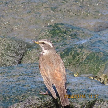 Dusky Thrush Kasai Rinkai Park Sat, 3/16/2024