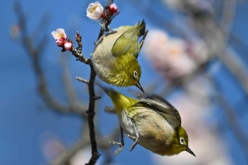 Warbling White-eye 大宮第二公園 Sat, 2/24/2024