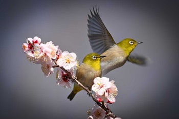 Warbling White-eye 大宮第二公園 Sat, 2/24/2024