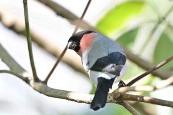 Eurasian Bullfinch さいたま市 Sun, 3/10/2024