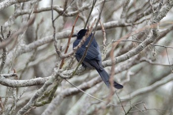 Black Drongo 台中都会公園(台湾) Sun, 1/28/2024