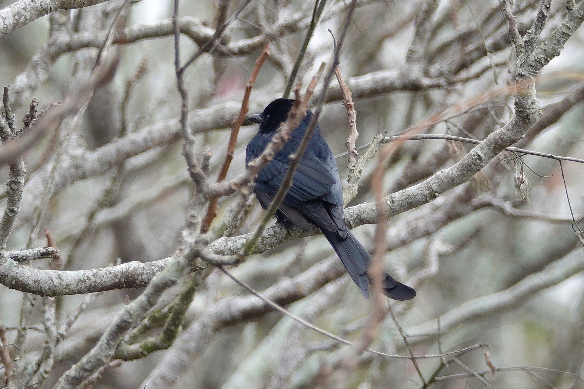 Black Drongo